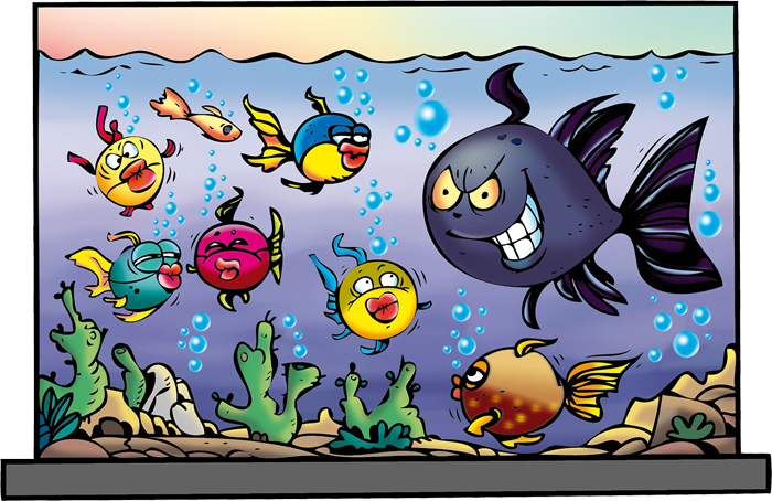 Der Skalar Salazar und die Guppys im Aquarium