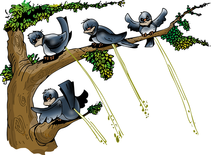 Vier Tauben sitzen auf einem Baum und heben die Bürzel