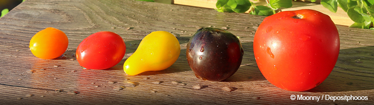Verschiedene Tomatensorten auf einem Tisch