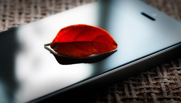 Ein herbstlich gefärbtes Blatt liegt auf einem Smartphone